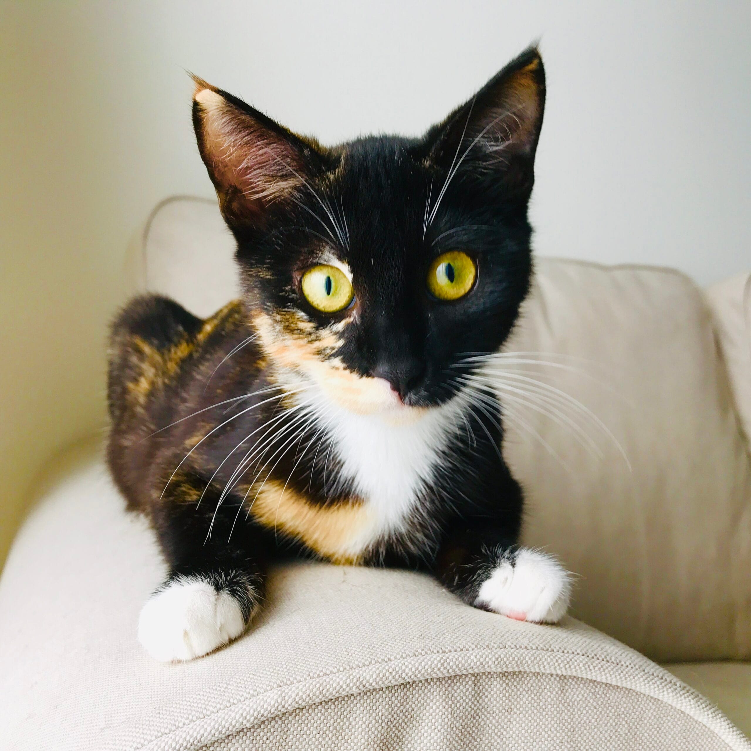 Maia 2019