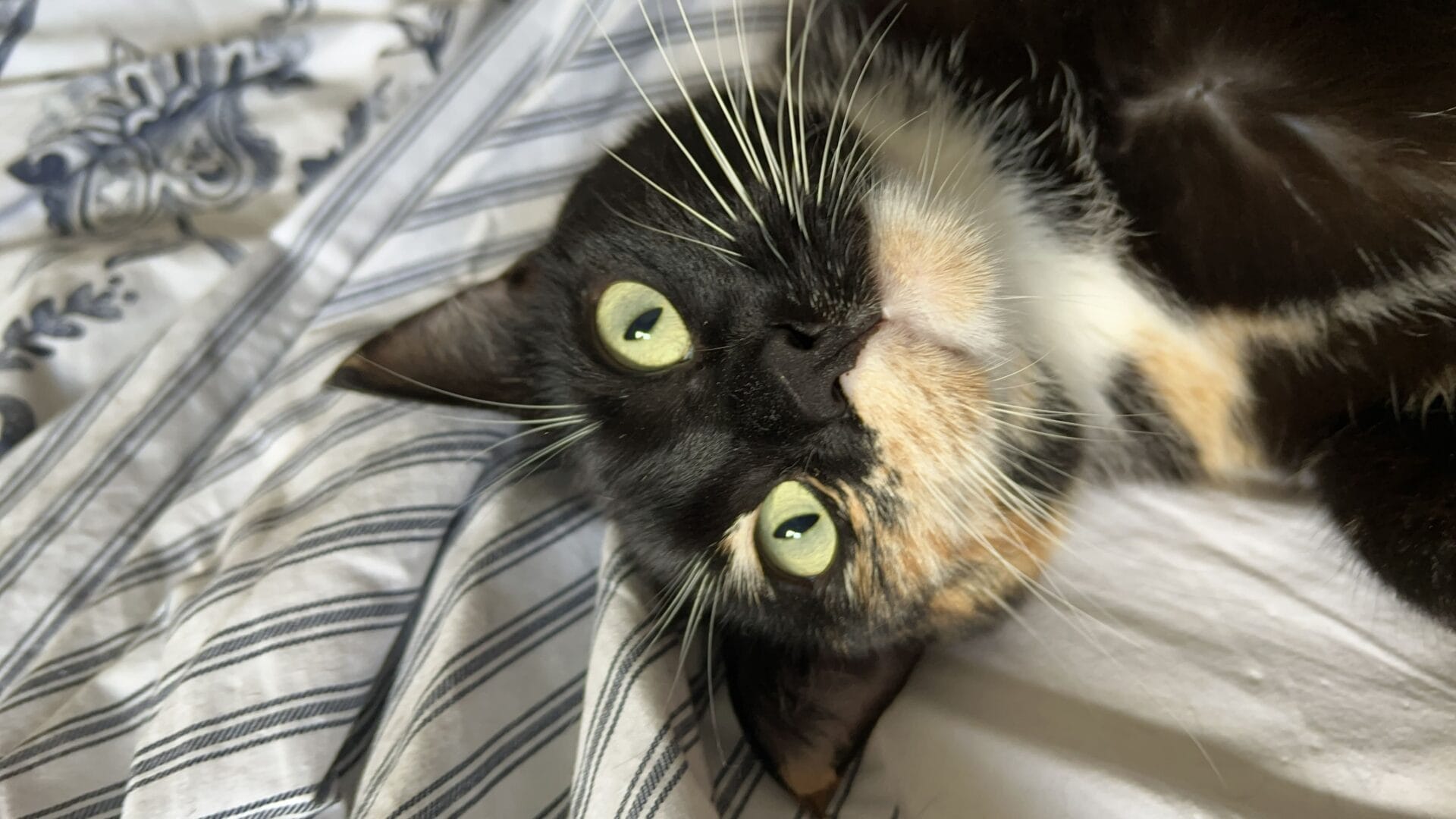 maia en cama